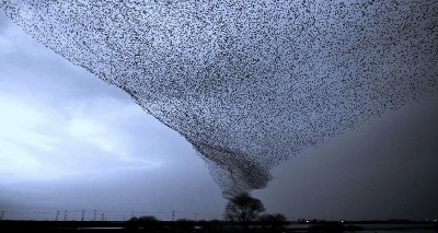 [Центр Современных системных расстановок] Кира Пау_0.jpg